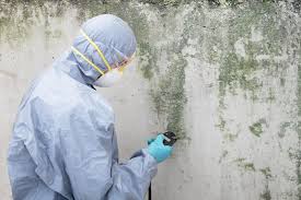  Bayview, CA Mold Removal & Remediation Pros